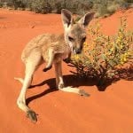 The Kangaroo Sanctuary 🦘(thekangaroosanctuary)'s profile avatar