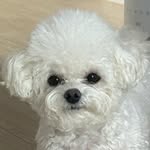 조은비  |  Cho Eun Bee(@biyaaaa)'s profile avatar