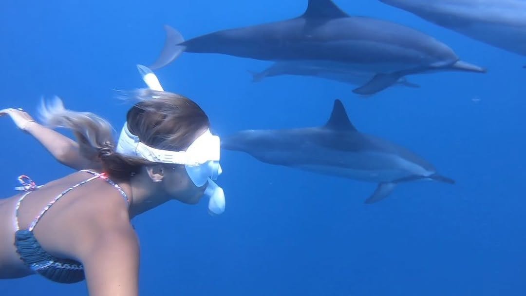 100% dolphin video🎞🐬💘・ 感無量。本当に夢の中にいたみたいな時間やった😭🦄🐬💜優雅に泳ぐイルカたちずっと見てれる癒される…🐬😭💘イルカは見てるだけでも癒されるし鳴き声には人がリラックス出来る超音波も含まれるんやって☺️ムービーの中に何度か入ってるイルカの鳴き声聞こえますか👂🏾🤚🏾🐬🎶💕☺️・📸 #goprohero6#bigisland #dolphin #insta