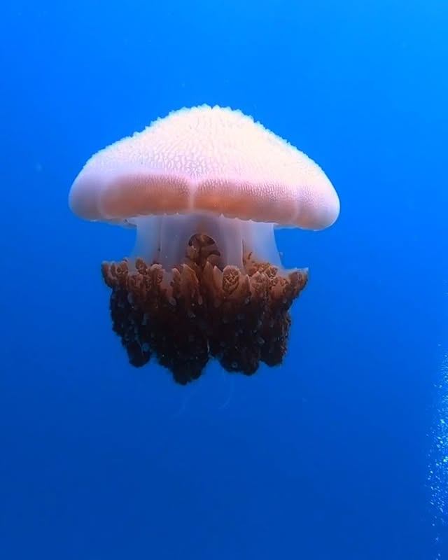 海の城のラピュタ🏰Laputa Castle in the Sea🐠海の中にラピュタがあった😮😮😮#ラピュタは本当にあったんだ父さんは嘘つきじゃなかった🌪💎・よく見るとクラゲの中にお魚が住んでて撮りながらすごーーーい👏🏾って感動してた😳🌳🌳🌳海って本当におもしろい🤩🤩🤩🤩🤩毎回発見がある🤩🤩🤩#クラゲに興味が湧く日がくるなんて🤩笑#癒される☺️最近投稿がマニアックになってきた、、🤦🏽‍♀️笑・2枚目≫≫#天空の城ラピュタエンディングシーン風まじラピュタ笑#わかる人にはわかるシリーズ・CANERA📸 #goprohero61080/120fpsで撮影🎞🧜🏽‍♀️🥽