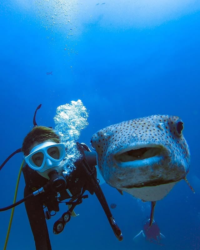 Say cheese✌🏾✌🏾#ハリセンボンとselfie 👱🏿‍♀️📸🐡💜・≫スライド≫👉🏾👉🏾👉🏾🐡2枚目の動画はハリセンボンに口説かれてちゃってる風🐡#正式名ネズミフグ🐀🐡「おはよう🌞一つ質問してもいい？彼氏いるの？もしいないなら、俺がなってあげるよ🐡」最後の小声で「Can I yours」がぴったし笑笑📸 #goprohero7