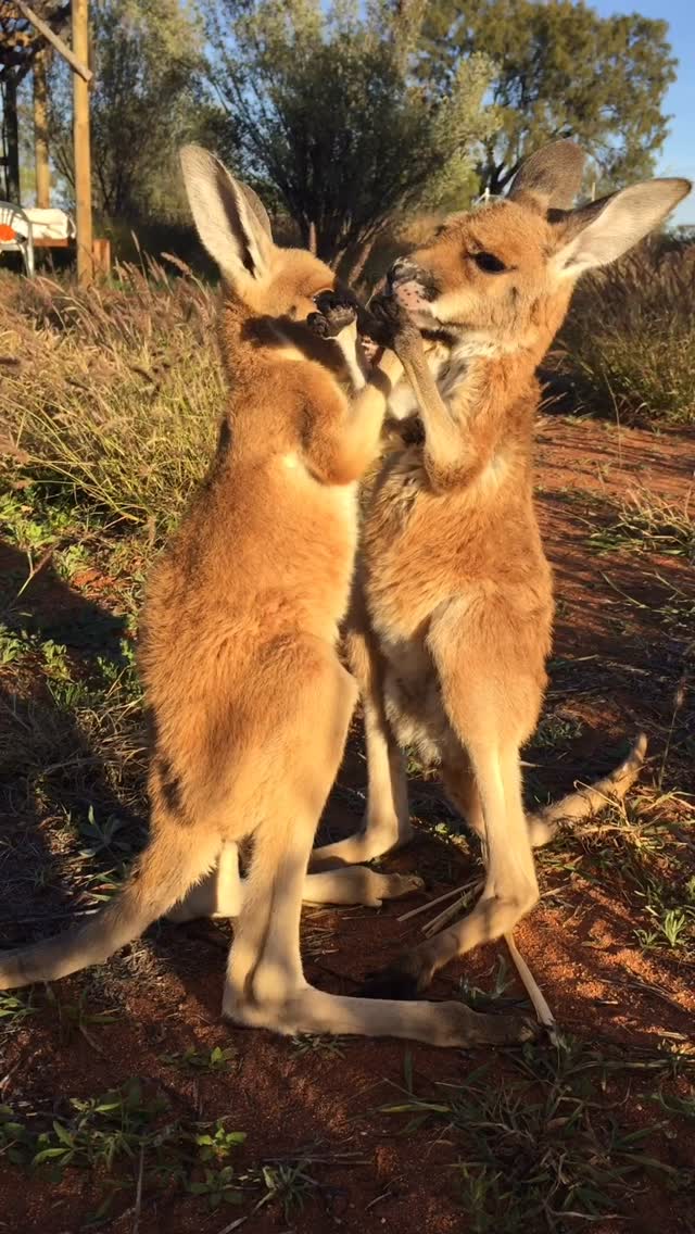 Madeline and Sebastian ten years ago - always playing and hugging. 🤗🤗 🩷 They are now adults at our sanctuary and we love it when we sometimes see them hanging out together. They don’t play and hug like this anymore, but are calm and happy in one another’s company.