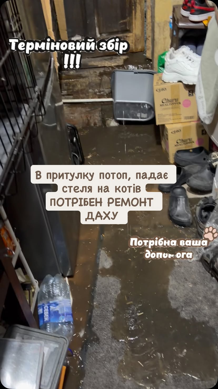 В притулку ситуація 🆘 
Терміново ‼️ Рятуйте тваринок, нас затоплює
Сьогодні під час дощу вода потоком хлинула в будинок, далі полилось зі стелі, лилось навіть з люстри. Воду вичерпували відрами але не встигали. Це не перший раз притулок потерпає від води але стає все гірше, дах просідає і вже є ризик обвалу, а під ним коти 😭
Хоч як ми намагались справитись власними силами, щось підлатати, але зрозуміло, що це не працює і стає тільки гірше, дах потребує ремонту ззовні і в середині будинку. Дуже прошу допоможіть, бо тварини можуть лишитись і того місця, що зараз в них є🆘

💰Банки та конверт для допомоги збережені у шапці профілю та можна залишати кешбек на розрахунковий рахунок та підписатись на щоденну або місячну допомогу у Base by mono

💳 4441 1110 2463 2535 - monobank

🍩 5363 5421 1190 2186 - ПриватБанк

🪙 5355 2800 4110 9032 - ПУМБ

💵 PayPal: sherr1989@ukr.net

Розрахунковий номер :

UA193220010000026001700001477

#дніпро #притулок #потоп #стеля #сос