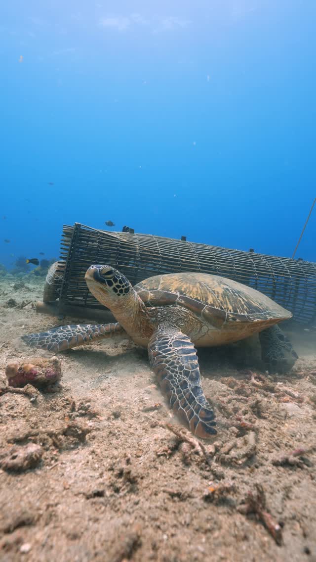 While on a turtle dive in Dauin, Philippines with Project Pawikan, I found this little (massive) turtle itching herself on a fishing cage.She couldn’t be more unbothered, and we got to hang out with her for a while before she decided to swim away after itching both sides of her giant shell!!It was super funny then and it still is. The second clip has been accelerated x2 for fun and entertainment purposes, but you can see how cute that behaviour is. Kinda made me wanna scratch an itch too.#turtle #scubadiving #underwatervideo #paditv #turtlesofinstagram by @the.scubagirl
