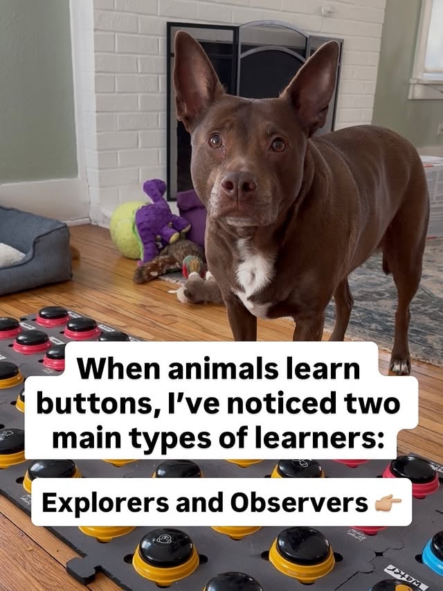 Learning styles can change over time too! Stella started as an observer then became more of an explorer. Now she paws everything to see if it’s another button!Is your learner an explorer or an observer? #hunger4words #aic #talkingdog #dogtraining by @hunger4words