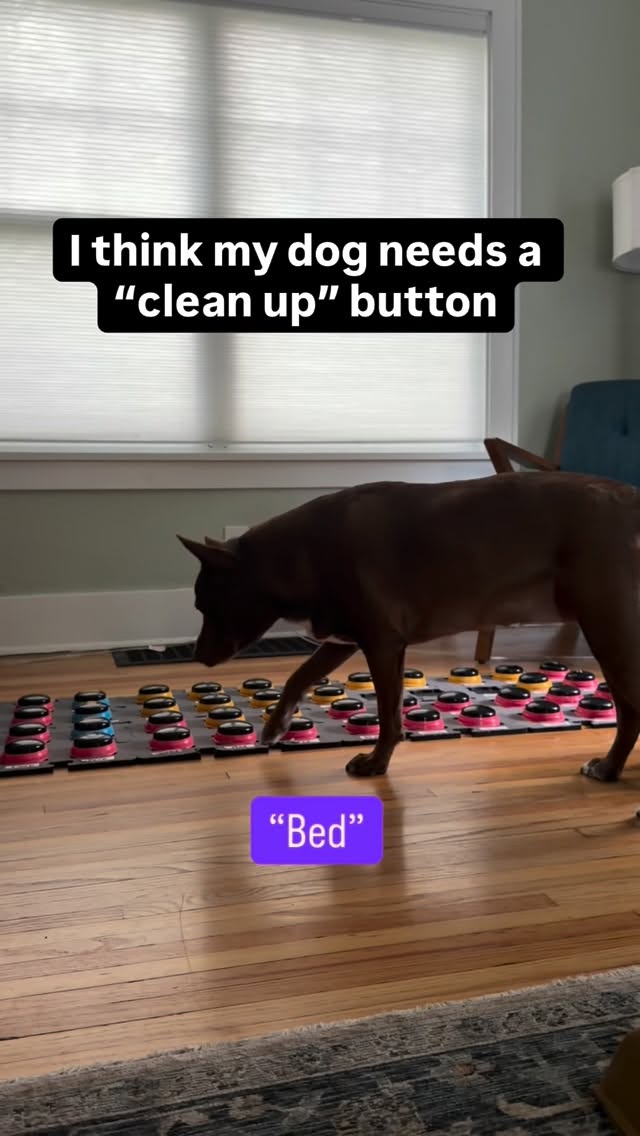 The struggles of a type A dog living in a Type B household 😂This is what happens when we don’t pick up the toys immediately!#hunger4words #aic #talkingdog #talkingdogbuttons by @hunger4words