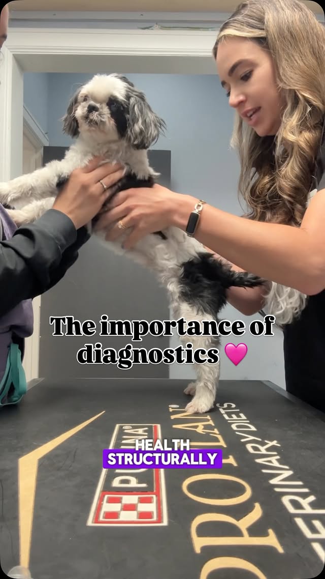 When 15-year-old Lulu, a small pup with a longstanding heart murmur, came in for a newly developed cough, it would have been easy to assume the worst: congestive heart failure. After all, coughing can be one of the first signs.But assumptions aren’t diagnoses, and starting treatment without confirming can waste time and money, and even be harmful.Thankfully, Lulu’s mom understood the importance of getting answers and approved radiographs (x-rays) so we could evaluate her heart and lungs. Lulu’s heart looked fantastic, and her lower airways were clear.That changed everything about how we treated her!Instead of jumping straight to heart medications that wouldn’t have helped (and in some cases can be tough on the kidneys), we were able to focus on more likely upper respiratory causes. We treated Lulu for an upper respiratory infection, and she’s already feeling much better.That said, we’ll still be keeping a close eye on her because with a heart murmur, future changes matter. This time, it wasn’t her heart. Next time, it could be.This is such a great reminder of the importance of diagnostics and why your veterinary team isn’t just recommending them to “make money”. #thehonestvet #vetmed #pethealth #seniorpet #geriatricpup by @thehonestvet