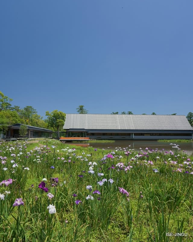勾玉池（まがたまいけ）の花菖蒲が開花しました。
豊受大神宮（外宮）のお参りやせんぐう館の来館に合わせて、是非ご覧ください。
#伊勢神宮 #せんぐう館 #勾玉池
#isejingu #jinja