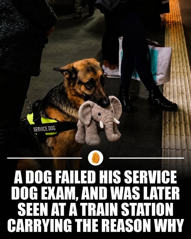 A German Shepherd named Ryker failed his service dog certification because he couldn’t resist carrying around his favorite stuffed elephant.

Instead of becoming a service dog, Ryker became an internet sensation after being photographed at a train station proudly carrying the toy everywhere he went. The image quickly spread online, with many people joking that he had chosen friendship over duty.