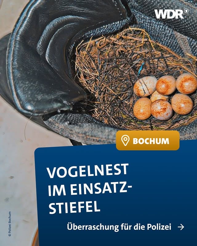 So läuft das also mit der Nachwuchsgewinnung bei der Polizei 😀♥️ Drücken wir mal die Daumen, dass sich die Kleinen gut entwickeln! Dabei wundert’s schon, dass sich die Rotkehlchen-Dame ausgerechnet einen Stiefel in der Bochumer Wache ausgesucht hat. Ziemlich muffig, oder? 🤭Autorin: Paula Randerath #ard #wdr #polizei #vogel #nachwuchs by @wdr