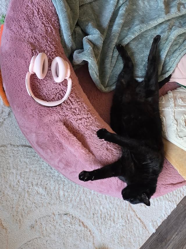 Hello 🖤
Rover, Felix & family here.
Thank you to everyone for checking in on us during the last few months. Rover and Felix are doing well, adjusting to Minnie's absense and forming a bond of their own.

Looking forward to sharing more of their journey 🫶