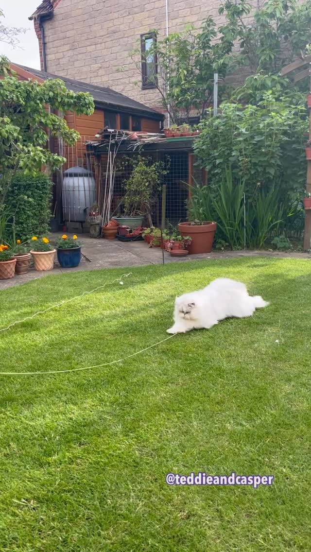 Casper’s ‘helping’ Catdad feed the lawn 🌱
.
Happy Caturday efurrypawdy 🤍
.
.
#teddieandcasper #gardenlife #meow #fluffycat #cats