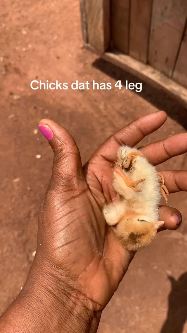 Wow! Chicken with 4 legs? Wow! That means the Mama don go knack Goat for night. She don knack animal wey get 4 legs. 

How is this even possible? Science students, over to you Oo! 

📺: nneka.jay/ TikTok