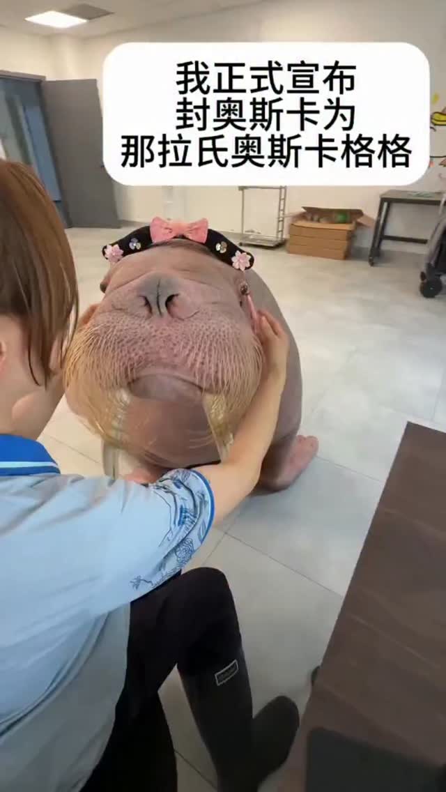 #walrus