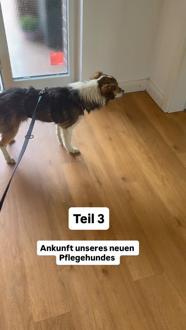 Hier seht Ihr Nilos erste Stunde bei uns auf der Pflegestelle 💕. Im Haus nehme ich immer möglichst schnell Leine und Geschirr ab, damit ein Pflegehund sich so frei wie möglich fühlt 🌸. Es gibt bereits auf der Fahrt zu uns gekochtes Hähnchen und das dazugehörige Hähnchenwasser kommt ebenfalls immer gut an. Jeder har seine eigene Philosophie, aber ich dusche die Pflegehunde immer unmittelbar nach ihrer Ankunft. Zum einen muss man es eh irgendwann machen, denn die Hunde stinken teilweise bestialisch, wenn sie aus der Tötungsstation kommen. Zum anderen wurde noch nie ein Pflegehund dabei panisch (wie ich es mache, habe ich ja schon ein paar mal beschrieben). Sehr viele Hunde scheinen es sogar zu genießen, dass warmes Wasser (und Spezialshampoo) den Dreck und Gestank der Vergangenheit abspült 🌸. Auch Nilo war nach dem Duschen direkt fröhlicher 💕. 
Tja… und zu Nilo und Kater Fiete muss ich wohl nichts sagen 😉🥰… Da Nilo ganz aufgeregt war, als er Fiete gerochen hat, habe ich ihm sicherheitshalber kurz wieder die Leine angelegt, um ggf. reagieren zu können. Ich konnte noch nicht einschätzen, ob es Freude war. Aber da Fiete einfach liegen geblieben ist und er immer das richtige Gespür hat, hätte ich mir das Anleinen eigentlich sparen können 😉💕. Die beiden haben über 1 Stunde lang tief und fest nebeneinander geschlafen 💕… Heute ist hier den ganzen Tag nur Chillen angesagt. Hinter Nilo liegt eine anstrengende, kräftezehrende Zeit und eine lange Fahrt…
#pflegehund #pflegestellefürhunde #adoptme #hundesucheneinzuhause #zuhausegesucht