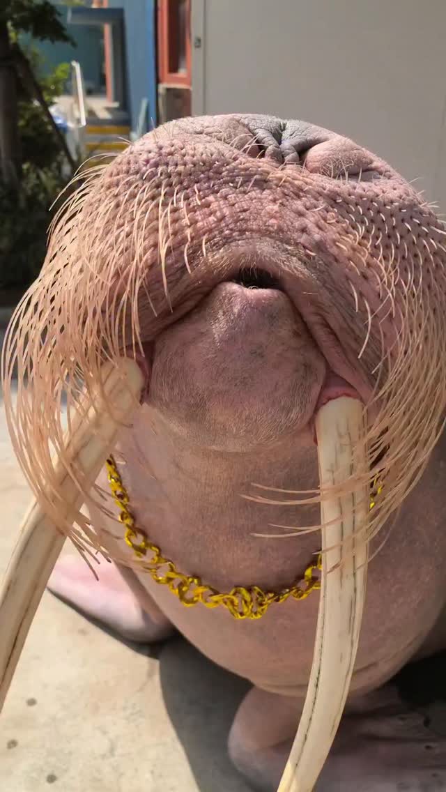 #walrus