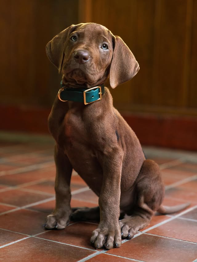 Netflix cast a real dog to star as Scooby-Doo in their upcoming TV show “Scooby-Doo: Origins.” They released this first look photo, calling the pup the “goodest boy.”#ScoobyDoo #Netflix Photo: Netflix by @justjaredjr